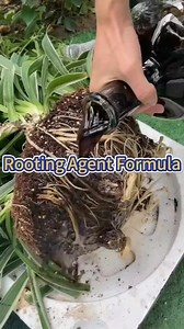 7.6K views · 44 reactions | Rooting hormone 華 Rooting hormone is a...