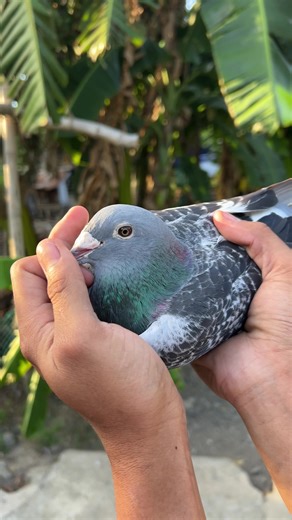 Quality Breeding of Black Naped Pheasant Pigeons