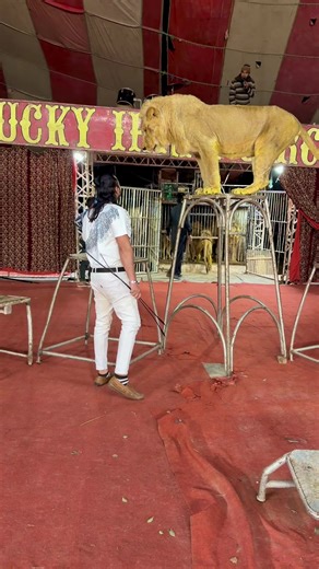 Big Hands for My Lion Simba