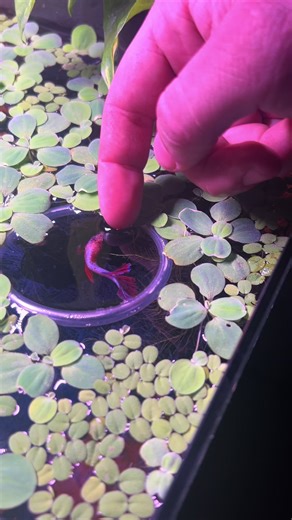 Enhancing Betta Fish Feeding & Jumping Skills