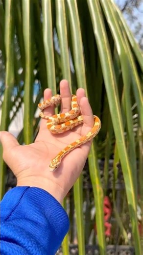 Aviary 🦜work start aindhi 😨 #ytshorts #shortfeed #viralshorts #trendingshorts #hamsters #pets