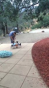 SPLINTER LEARNING THE ROPES People say old dogs can't learn new tricks. Well as usual, Splinter is proving everyone wrong. When it comes to snacks, Splinter's nose knows! Daily ARF-irmation: "Progress is impossible without change, and those that cannot change their mind cannot change anything." ~ George Bernard Shaw #OwningIt #OvercomeAll | Master Splinter