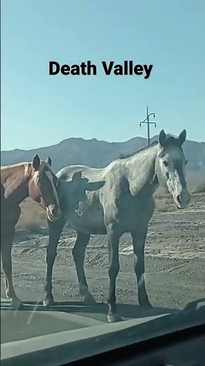 Wild Horses in Nevada USA