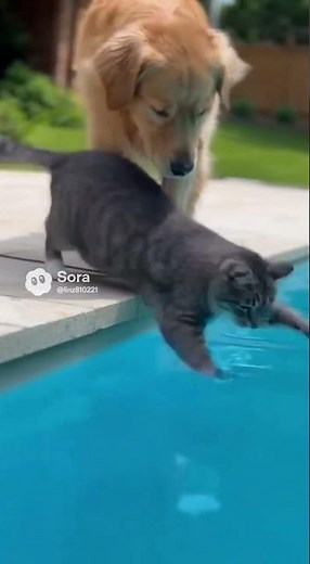 Pool Push Prank: The Golden Retriever’s Revenge 🐱💦 #Funny #shorts