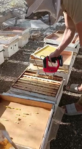 Effective Bee Removal Techniques for Beekeepers