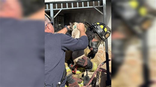 Cat saved from Pueblo house fire by PFD crews