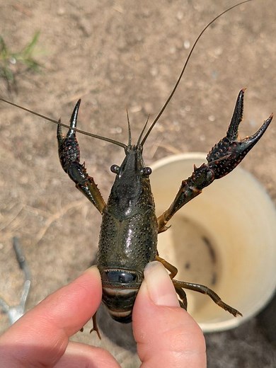 DNR staff found a red swamp crayfish in a fish rearing pond. Why that's a problem