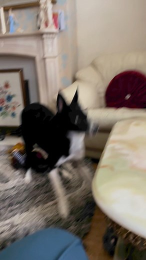 Barney watching Timber the treasure dog | Stephen Kelleher