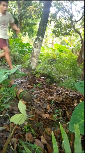 5.6K views · 31 reactions | Madulas pala 藍 #reelsviral #highlights #madulas | Edmar Delapeña Vlog | Facebook