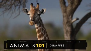 Giraffe populations are rising, giving new hope to scientists