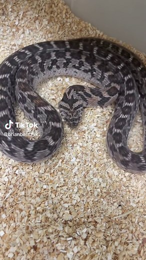 Fascinating Snake Defense Display with Scales Rubbing Together