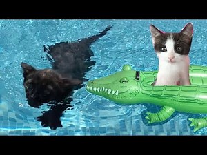 Mis gatitos bebés Luna y Estrella jugando con juguetes de piscina para niños / Funny cats