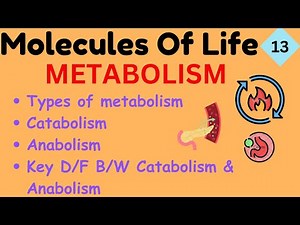 Metabolism Explained | Their types, Catabolism vs Anabolism, Examples & Differences
