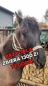 Brzydula zbiera 1300 zł w 72 godziny❗️❗️ Brzydula, bo po prostu brzydula. Handlarz mówi, że tak brzydkiego konia dawno nie miał. Ma około roku życia za sobą i gospodarz, który ją miał, wstydził się ją wypuszczać na pastwisko. Mówił, że sąsiedzi, odkąd się urodziła, powtarzali, żeby szybko ubić, bo to wstyd dla hodowli – nawet takiej wiejskiej. Gospodarz bardzo wierzył, że źrebak wyrośnie, ale okazało się, że nie wyrósł. Brzydula łypie na nas swoim okiem i szuka grama akceptacji, bo nigdy w życiu