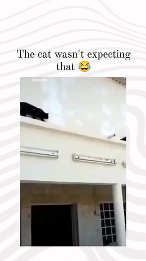 Oiseau joue un tour à un chat qui voulait l'attraper 😂🐦🐈 #oiseau #chat #drole | Zeliwipin Zeli