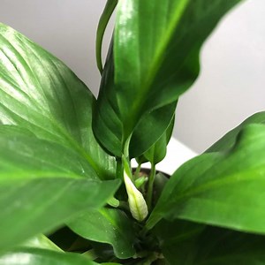 The Best Fertilizer for Peace Lilies | Houseplant Resource Center