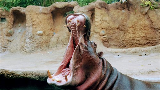 Zoo offering $8 admission for locals on National Hippo Day