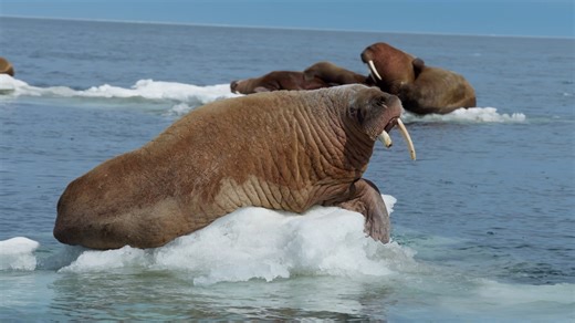 12 reactions | TONIGHT at 8 on the SEASON PREMIERE of Nature: Walrus: Life on Thin Ice A paleontologist embarks on an Arctic adventure to see how the walrus copes as the sea ice melts. | Southern Oregon PBS | Facebook