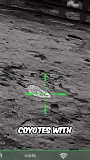 Thermal Hunting Giant Barn Rats #hunting #pestcontrol #rixoptics