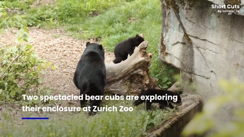Cute spectacled bear cubs explore Zurich Zoo enclosure for the first time