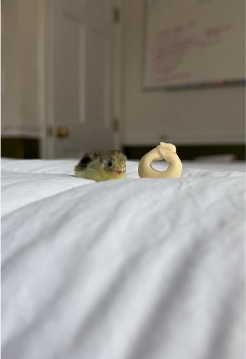 Discover the Tiny World of Button Quail Chicks