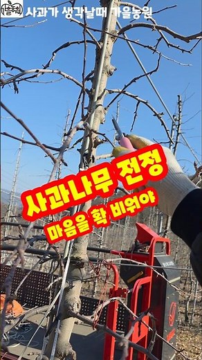 사과나무 정지 전정 전지 방제가 잘되기 위해서 하는 가지치기 가을농원 #shorts