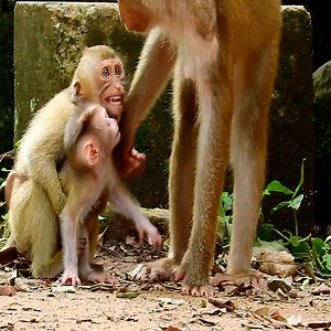 3.8K views · 380 reactions | Sister trying kept safe time for newborn baby when his mother want to slapping on him #mommymonkey #monkeyhome #animallove #amazingmonkey #monkeyvideo #monkeylife #monkeys #babys #monkeytoday | Monkeys Anissa Life | Facebook