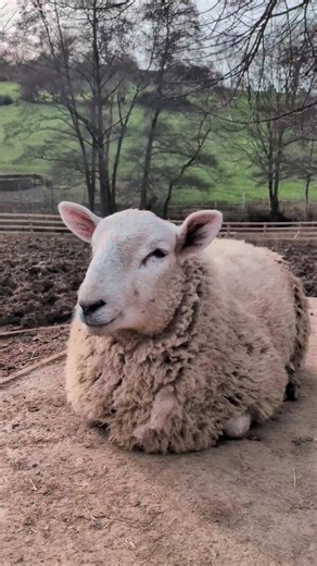 Ronnie The Sheep Regurgitating Food Slow Motion Chewing The Cud Ruminating #regurgitation #sheep