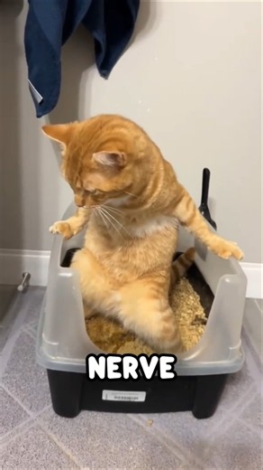 Why Cats SPRINT After Using The Litter Box! 🐾 #shorts
