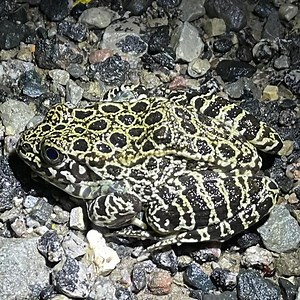 5.8K views · 218 reactions | March rains lead to frog serenades!...