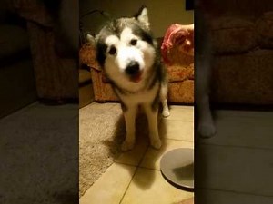 Dog eating a whole steak in 1minute !! MUST SEE