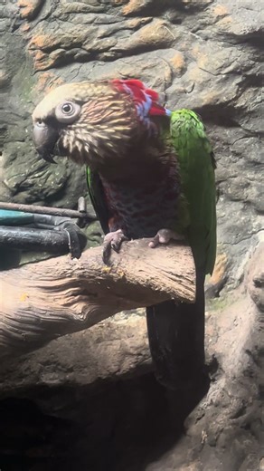 Hawk-headed parrots - Dallas Aquarium #birds #parrot