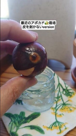 アボカド栽培 色々試して観察しています