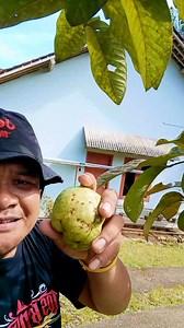 Jambu biji tumbuh pinggir jalan bolo #fyp #dbpro | Gentho Pawon