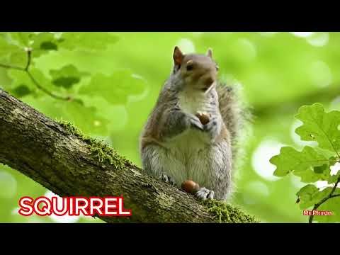 4K Jungle Animals and Sounds | Learn Animal Names and Sounds