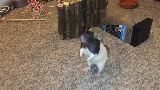 Esther Minic-Rosenthal on Instagram: "Here was Cream walking backwards on her hind legs around a cup! This sort of trick is such a fun one to train because rats tend to have pretty poor awareness of their hind end at first, but if you work at it you see them really start to develop some precision of movement! Its especially neat once they get to the point of being able to back around obstacles accurately, and Cream was the king of these sorts of backwards tricks! . Want help with training your r