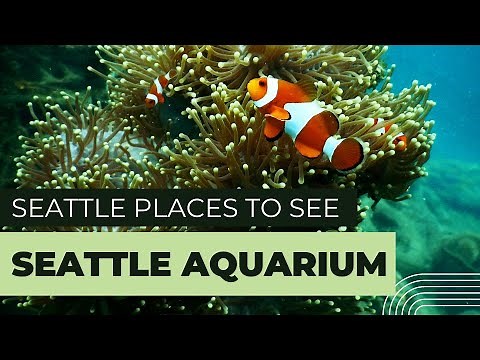 Seattle Aquarium Tour