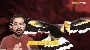 Bird with Unique nesting behavior #facts #nature | Natural Video