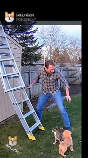 🐱🐶 Cat Saves Puppy from Falling Ladder | Real 4K Yard Rescue