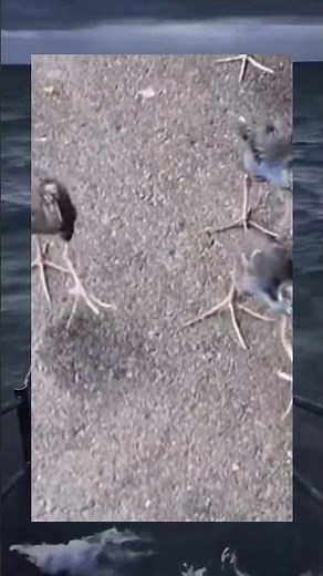 1 leg bird army #memes #funny #goofy #trending#shorts #bird #animals #oneleggedbird