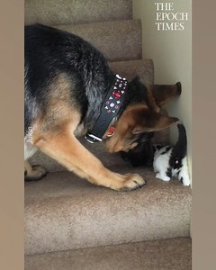 7.1M views · 210K reactions | It's helpful to have a big friend by your side. 藍 Credit: Jukin Media | Bright | Facebook