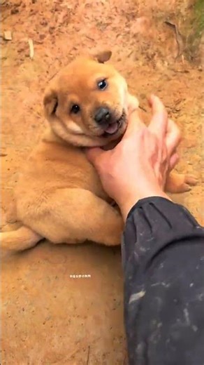 If you want to touch me, you'd better bring breast milk! Small puppy, pastoral dog, fierce milk, fi