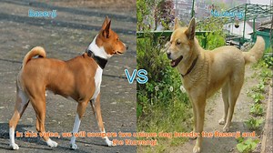 Basenji vs. Nureongi: A Comparative Guide to Unique Dog Breeds