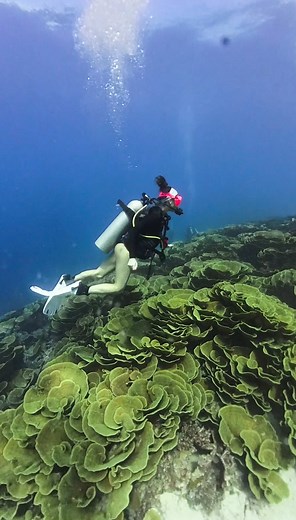 Exploring Fiji: Diving at the Great White Wall