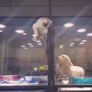 181K views · 2.6K reactions | Surely they got adopted together ... the caretaker at the animal shelter say she does this at every chance ... friends furever ... | Breathing for Peace | Facebook