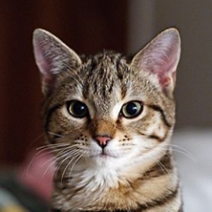 Affrighting_1 - Twitch