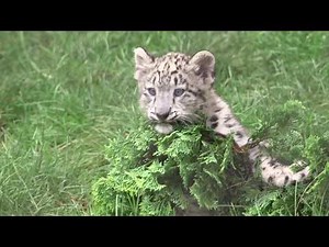 Watch cute baby snow leopards play at the Cleveland zoo