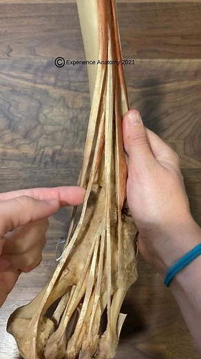 Anatomy World | Flex your toes and then extend them. Can you identify any of these tendons on your own anatomy? Comment if you can! @anatomy_world1... | Instagram