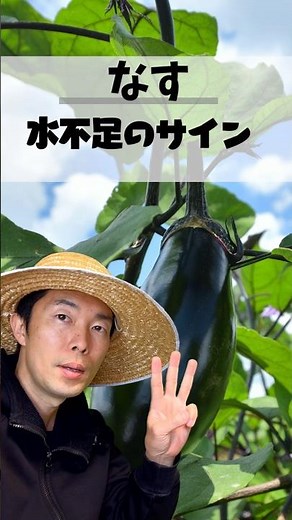 ナスが水不足になっているサインを見逃さないで！早めに気づけば回復できます #家庭菜園 #家庭菜園初心者 #夏野菜栽培
