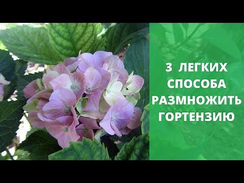 3 Easy Ways to Propagate Hydrangeas. Hydrangea Cuttings